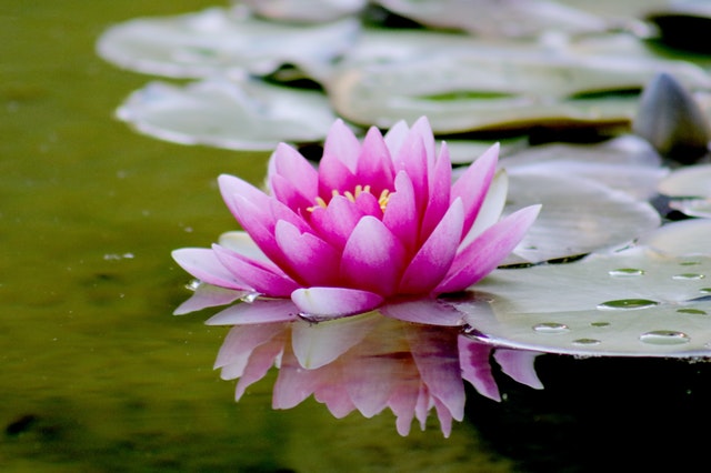 The Vastness Of Your Pond