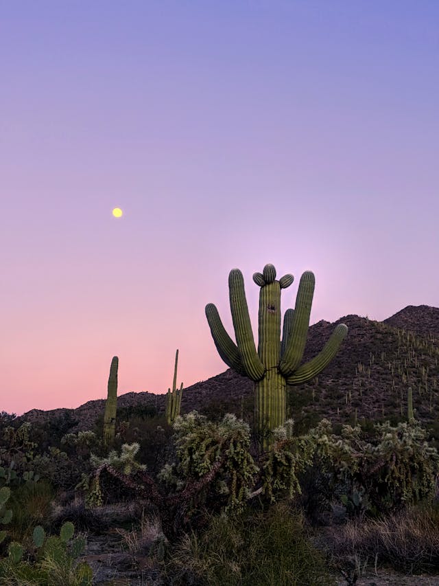 The Cactus In The Desert